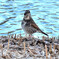 ツグミ (Dusky thrush)