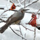ヒヨドリ (Bulbul Brown-eared)