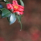 花便り　- 冬の華 -