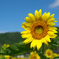 夏の代名詞！