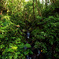 Green　Moss