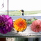sweet little flower shop