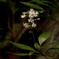 stream plants