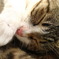 眠り猫