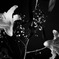 _DSF7689 