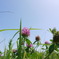路傍の花 参