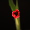 flower-1