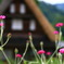 五箇山合掌集落