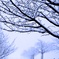東京雪景色
