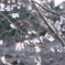 当麻寺の10月桜