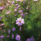 DSCF1454A