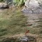 清流と川トンボ