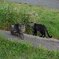 たまかわ　猫