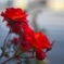 バラの花