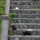 ねこSC_0109