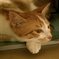ねこ