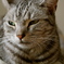 黄昏ねこ