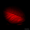 poinsettia