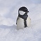 PENGUIN　？？
