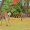 奈良公園