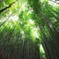 Arashiyama's Bamboo forest