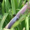 リュウキュウツヤハナムグリ（琉球艶花潜）