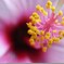 ベランダの花
