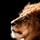 ＫＩＮＧ