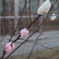 餅の花