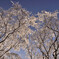 雪化粧１