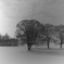 Three trees