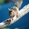 squirrel 038'