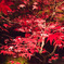光る紅