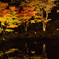 鏡面の紅葉