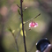 沖縄の桜＋蜂