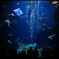 そうだ 京都水族館、行こう。