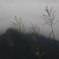 上高地（１）