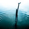 ripple