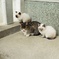 三匹の猫