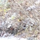 雪と鳥－ジョウビタキ♀