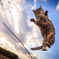 Cat Jump!