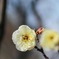 堺市　荒山公園梅園３