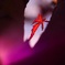 冬の色（終わりの紅）