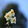 narcissus
