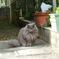 ねこ