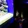 エビってきれいだね。