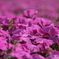 花（１０）