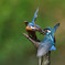 Sword dance