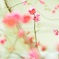 梅すっぱい