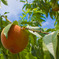 Peach